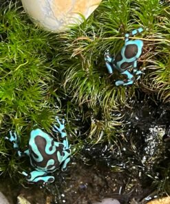 Josh's Frogs Producing Wingless Drosophila Melanogaster Fruit Fly Culture 26 81Mc8AxvL