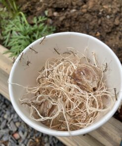 Praying Mantis Egg Case with Hatching Habitat Cup - 2 Praying Mantids Egg Cases 2 Egg Pod Habitat Cup 35 81Mc9k8t58L