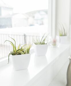 Air Plants Tillandsia Assortment 10 Pack Easy Houseplants for Beginners Small to Medium 1.5"-6"+ 20 81Mcb3i0fAL