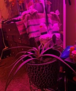 Miracle-Gro Cactus, Palm & Citrus Soil - For Containers , Added Fertilizer Feeds for 6 Months, 8 qt. Potting Mix 31 81MfMWQ83EL