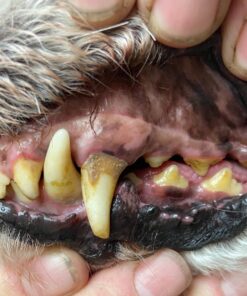 Solid Gold SeaMeal Multivitamin for Cats & Dogs - Kelp Powder Cat & Dog Supplement - Omega 3 & Digestive Enzymes for Skin & Coat, Gut + Immune Support - 1 LB 50 81MjAdgksrL 1