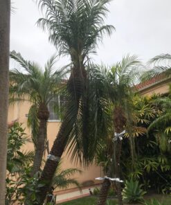 Nite Guard Solar Predator Control Light, (Pack of 4) 12 81MkVj9 KL