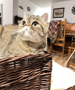 Royal Canin Persian Breed Adult Dry Cat Food, 7 lb bag 7 Pound (Pack of 1) 35 81MlyDNQxOL