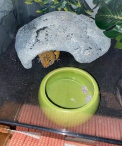 Living World Ergonomic Food Dish, for Small Animals, Blue, Small, 4.22oz, 61682A1 23 81Mna3yImL