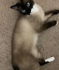 FELINE GREENIES SMARTBITES Skin & Fur Crunchy and Soft Natural Cat Treats, Salmon Flavor, 2.1 oz. Pack 2.1 Ounce (Pack of 1) 43 81Mq TSkW4L