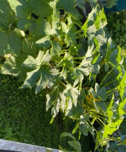 Live Beneficial Nematodes Hb+Sc+Sf - Kills Over 200 Different Species of Soil Dwelling and Wood Boring Insects. (5 Million_Nematodes) 21 81MsJ5vePL