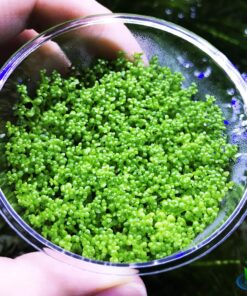 Alternative view of Dwarf Baby Tears Hemianthus Callitrichoides Java Moss Live Aquarium Plants Freshwater Fish Tank Vitro TC Cup by Greenpro