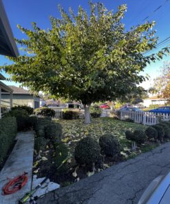 Sun Joe SWJ800E 8-Inch 6.5-Amp Telescoping Electric Pole Chain Saw with Automatic Chain Lubrication System Pole Saw 8-Inch Bar/Chain 8.7' Max. Extension 39 81MvaOTbSQL