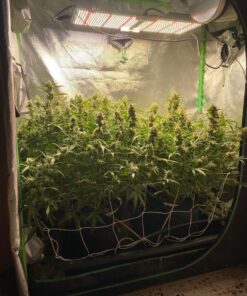 Humboldts Secret Flower Stacker – Best Flowering Formula for Bigger Harvests - Flowering Plant Food - Nutrient System for Potting Soil for Indoor Plants & Outdoor Plants - 1 Quart 32 Ounce 33 81MwstVXdL