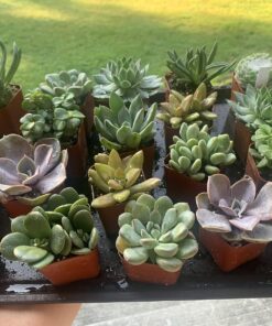 Succulents Plants Live (20PK) Potted Succulent Plants Live House Plants, Cactus Plants Live Plants Indoor Plants Live Houseplants, Indoor Plant Succulents Live Plant House Plant by Plants for Pets 20-PACK 61 81MyE2KAKcL