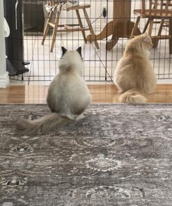 MidWest Homes for Pets Foldable Metal Dog Exercise Pen / Pet Playpen, 24'W x 24'H, 1-Year Manufacturer's Warranty Black No Door 24" H 28 81N5DeBRUhL