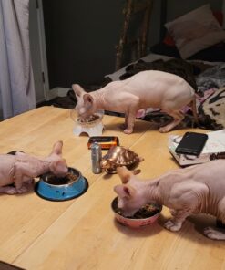 Purina Cat Chow Gentle Dry Cat Food, Sensitive Stomach + Skin - 13 lb. Bag 13.00 Pound (Pack of 1) 39 81N5JmxUO3L