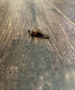 Combat Max 12 Month Roach Killing Bait, Small Roach Bait Station, Child-Resistant, 18 Count 29 81NEgN0efL