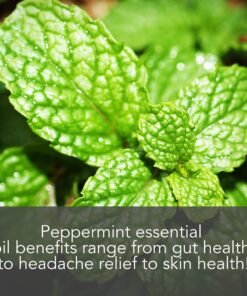 Peppermint Essential Oil, 4 Fl Oz - Pure and Undiluted Mentha Piperita Oil, Therapeutic Grade Aromatherapy Oil for Diffuser, Relaxation and Focus - by Pure Body Naturals 19 81NLjduFJgL