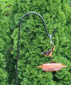 Songbird Essentials Bird Berry Jelly 20 Oz Purple 16 81NMzPsjbaL