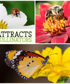 Seed Needs, Chicory Seeds - 500 Heirloom Seeds for Planting Cichorium intybus - Blue Floweres/Wildflowers, Non-GMO & Untreated, Italian Dandelion (2 Packs) 2 Packs (1,000 Seeds) 15 81NP0EXDQCL