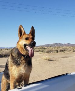 IAMS Adult High Protein Large Breed Dry Dog Food with Real Chicken, 30 lb. Bag 30 Pound (Pack of 1) 34 81NPW3vSIpL