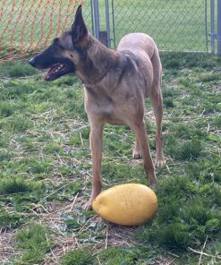 Jolly Pets Jolly Egg Dog Toy, 12 Inches/Large, Yellow Large (12 in) 29 81NPklu06IL