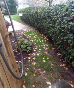 Jonathan Green (10622) Black Beauty Dense Shade Grass Seed - Cool Season Lawn Seed (1 lb) 1 lb 30 81NR8htTqL