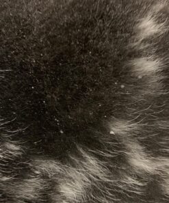 Wahl USA Deodorizing & Refreshing Pet Deodorant for Dogs - Eucalyptus & Spearmint Scent to Refresh the Skin and Coat - Model 820011A 39 81NSPLwrSvL 3