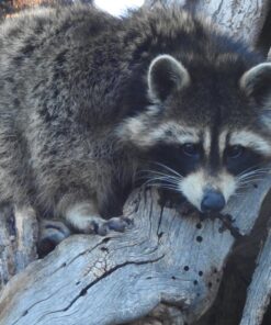 Nikon COOLPIX P900 Digital Camera (Black) 93 81NezqztwgL