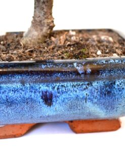 9GreenBox Chinese Elm Bonsai Tree Style 8 42 81Nh0b9FY5L