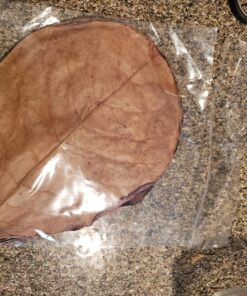 SunGrow Betta Leaves, 8”, 10 Pcs Beneficial Large Catappa Indian Almond Leaves for Overall Development in Fish Tank Aquarium, Water Conditioner Leaves Lower pH Large (8", 10 pack) 52 81Nj7Z8gmL