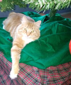 Purina Fancy Feast Grilled Gravy Wet Cat Food, Delights Grilled Tuna & Cheddar Cheese Feast - (24) 3 oz. Cans Cheddar Delights in Gravy 3.00 Ounce (Pack of 24) 47 81NlEczQswL 1