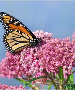 Seed Needs, Milkweed Seed Packet Collection to Attract Monarch Butterflies (6 Individual Seed Varieties to Plant) Heirloom & Untreated Seeds 6 Pack 27 81NpBoMClUL