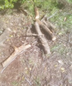 Greenworks 40V 16" Brushless Cordless Chainsaw (Great For Tree Felling, Limbing, Pruning, and Firewood / 75+ Compatible Tools), Tool Only 16" (Tool Only) Gen 1 35 81NuE6yxeL