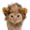 Pet Krewe Cat Lion Mane Halloween Costume – Fits Neck Size 8”-14 - Lion Costume for Small Cats and Kittens – Ideal for Halloween, Cat Birthday, Cat Cosplay, Cat Outfits, Pet Clothes One size fits all 48 81NwHIq8 xL