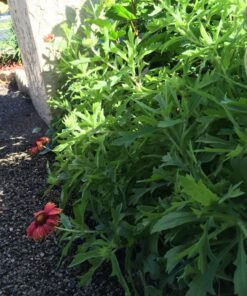 Outsidepride Gaillardia Pulchella Red Blanket Flower Heat & Drought Tolerant Garden Plants - 1000 Seeds 16 81NxCHM5ZwL