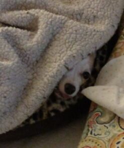 Alternative view of Petmate Aspen Pet Round Animal Print Pet Bed for Small Dogs and Cats 18-inch by 18-inch, Multi (26736)