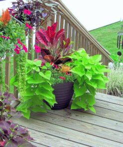 TeaDrops Organic All Purpose Plant Fertilizer – 16 Liquid Indoor House Plant Food Packets – Make up to 32 Gallons (Easy use in Watering Can & Containers, Ecofriendly) All Purpose Fertilizer 37 81O SRoiAAL