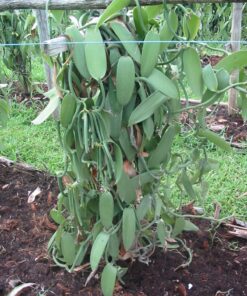 10 Split Extract Grade B Madagascar Bourbon Vanilla Beans 13~15 cm (5~6") by Vanilla Products USA 27 81O3hfpl nL 1