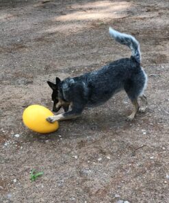 Jolly Pets Jolly Egg Dog Toy, 12 Inches/Large, Yellow Large (12 in) 30 81O3wNHeO1L