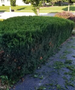 EGO Power+ HT2400 24-Inch 56-Volt Lithium-ion Cordless Hedge Trimmer - Battery and Charger Not Included Green 24in Trimmer NO BATTERY/CHARGER 29 81O4as1S26L