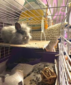 Kaytee Premium Potty Training Critter Litter for Pet Ferrets, Rabbits & Other Small Animals, 8 lb 27 81O5 AIhgXL 2