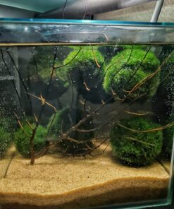 Marina CUBUS Glass Betta Kit – Elegant Glass Aquarium for Homes or Offices 33 81OAJrG7GZL