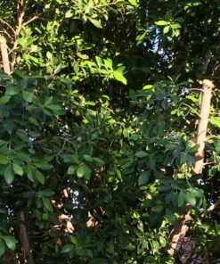 Sun Joe SWJ800E 8-Inch 6.5-Amp Telescoping Electric Pole Chain Saw with Automatic Chain Lubrication System Pole Saw 8-Inch Bar/Chain 8.7' Max. Extension 41 81OCkBNXarL