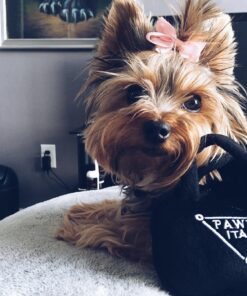 Haute Diggity Dog Fashion Hound Designer Handbags & Bones Collection – Soft Plush Designer Dog Toys with Squeaker and Fun, Parody Designs from Safe, Machine-Washable Materials for All Breeds & Sizes Small Pawda Bag 21 81OF3DphiL