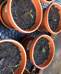 (12) Variety Pack Herb Garden Seeds | Basil, Cilantro, Parsley & More | ~4,000 Non GMO Heirloom Seeds | Survival Food for Survival Kits Gardening Gifts & Emergency Supplies by Open Seed Vault Herb Kit 12 pack 36 81OJKQiUIKL