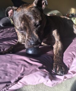 Life Line Pet Nutrition Wild Alaskan Fish Oil Omega-3 Supplement for Skin & Coat – Supports Brain, Eye & Heart Health in Dogs & Cats, 128oz 30 81ONgB0bqtL 1