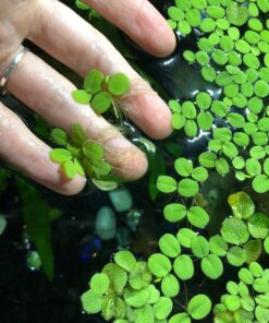 12 Water Spangles (Salvinia Minima), Live Aquarium/Aquatic/Floating/Pond/Freshwater Plant by G&Z 32 81OS3pKuL