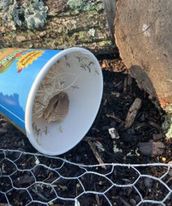 Praying Mantis Egg Case with Hatching Habitat Cup - 2 Praying Mantids Egg Cases 2 Egg Pod Habitat Cup 50 81OXOyRMohL