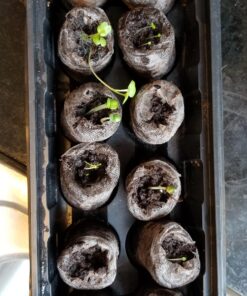 (12) Variety Pack Herb Garden Seeds | Basil, Cilantro, Parsley & More | ~4,000 Non GMO Heirloom Seeds | Survival Food for Survival Kits Gardening Gifts & Emergency Supplies by Open Seed Vault Herb Kit 12 pack 28 81OhUC6PixL 1