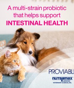 Nutramax Proviable Digestive Health Supplement Multi-Strain Probiotics and Prebiotics for Cats and Dogs - with 7 Strains of Bacteria, 80 Capsules 80 Count 24 81OqiiLePeL