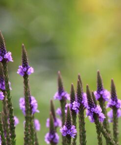 Outsidepride Verbena Hastata Blue Vervain Pollinating Wild Flower Plants - 5000 Seeds 12 81OsWomP3oL