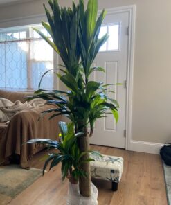 Nearly Natural - 6584 62in. Corn Stalk Dracaena Silk Plant (Real Touch), 24" x 28" x 62", Green artificial plant 51 81Osu2HItL