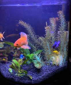 Hikari USA Inc. Ich x - Ich Treatment with More 16oz 16 oz 24 81OuzLbM4JL